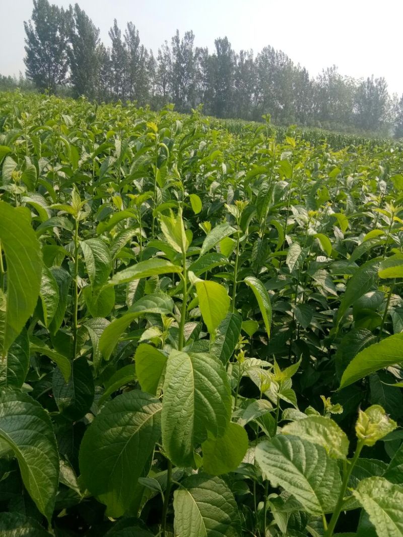 杜仲小苗，长年种植出售种子苗，二年回剪苗，质量品样不一。