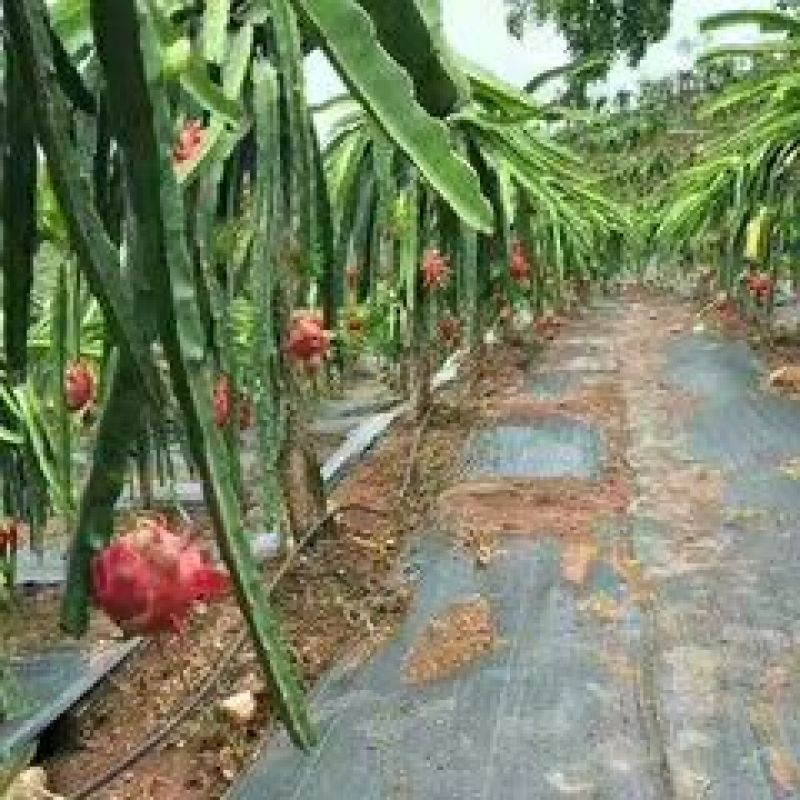 除草布