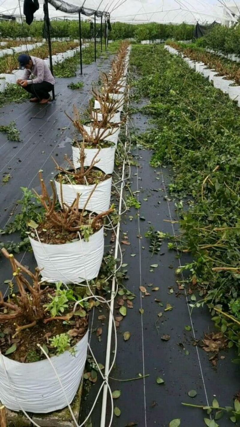 除草布