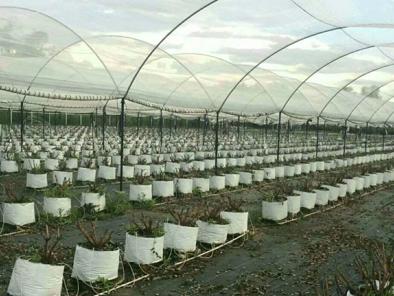 除草布