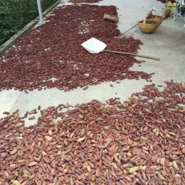 枞皮木瓜