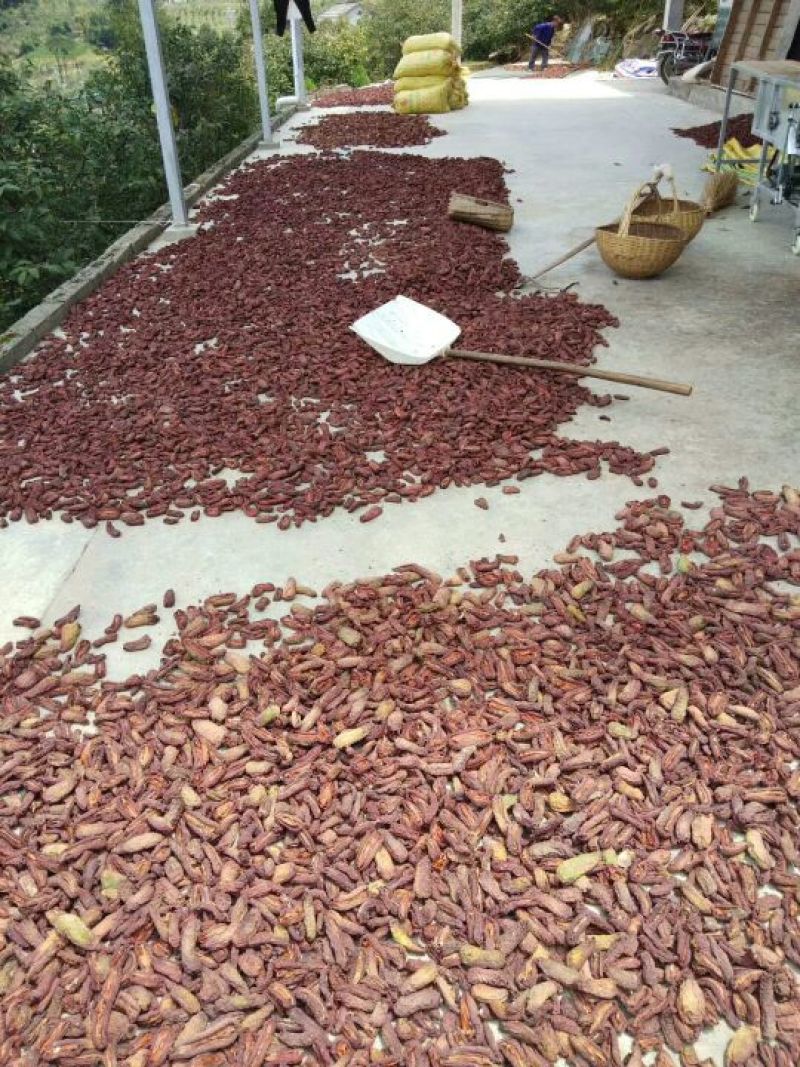 枞皮木瓜
