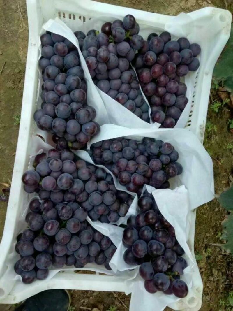 辽宁北镇，凌海精品辽丰葡萄，巨丰葡萄大量上市