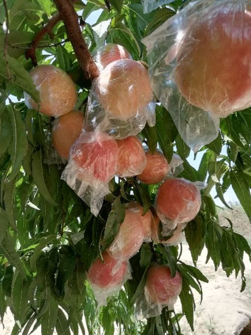阿布白毛桃批发，膜袋毛桃基地价格，秦王毛桃产地