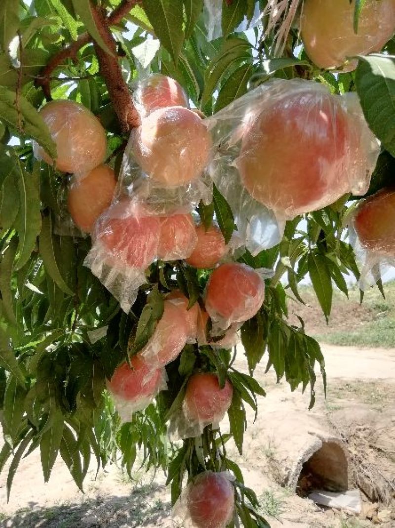阿布白毛桃批发，膜袋毛桃基地价格，秦王毛桃产地