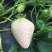 草莓苗，白雪公主草莓苗