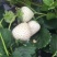 草莓苗，白雪公主草莓苗