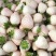 草莓苗，白雪公主草莓苗
