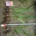 白芨苗，白芨驯化苗。