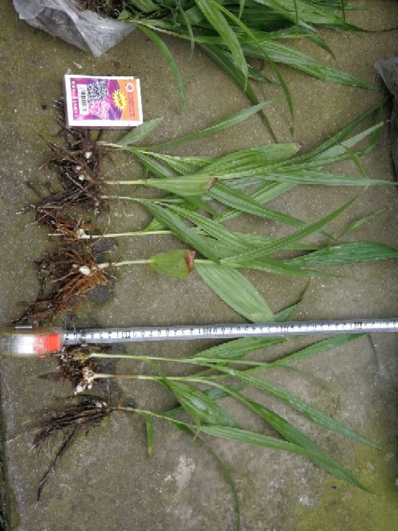 白芨苗，白芨驯化苗。