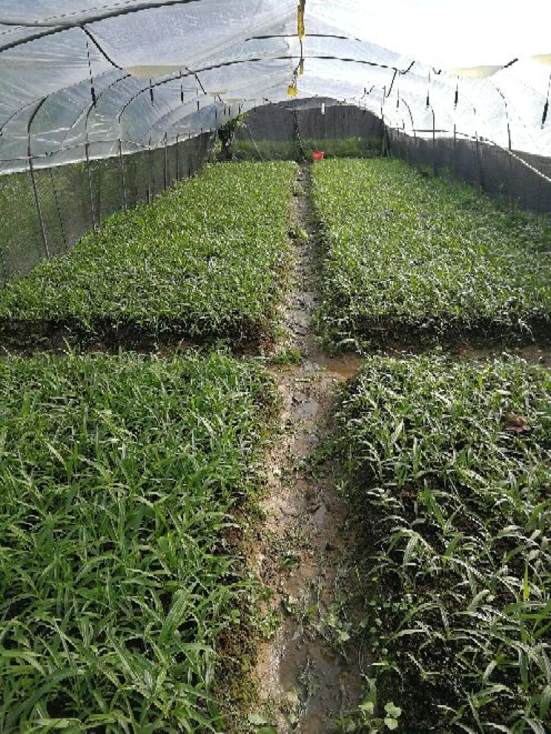 白芨苗，白芨驯化苗。
