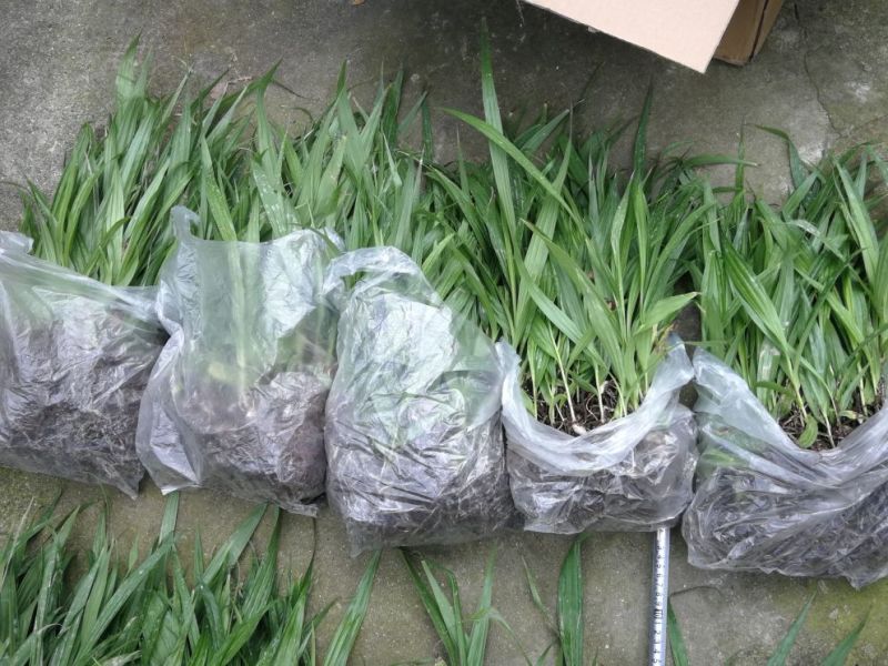 白芨苗，白芨驯化苗。