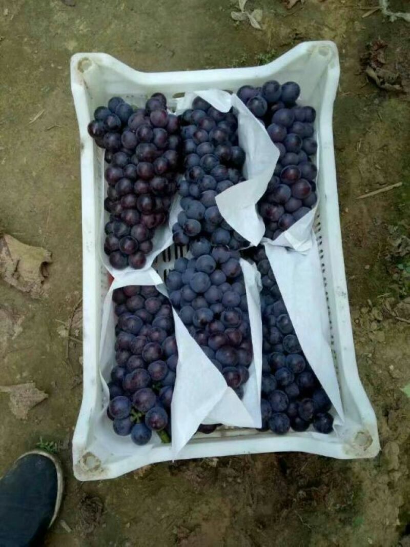 精品露地巨峰葡萄八月份大量上市，产地直销，诚信代办。