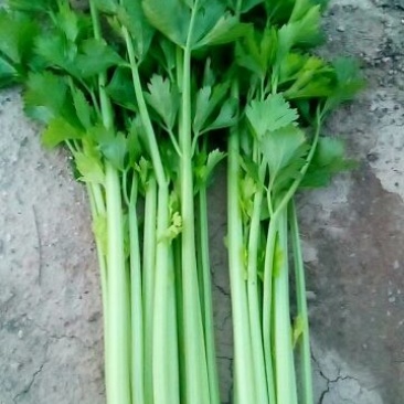 西芹