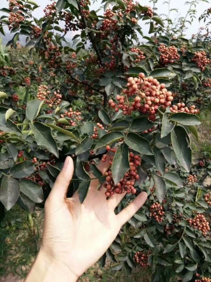 花椒苗，大红袍花椒苗，买苗送技术