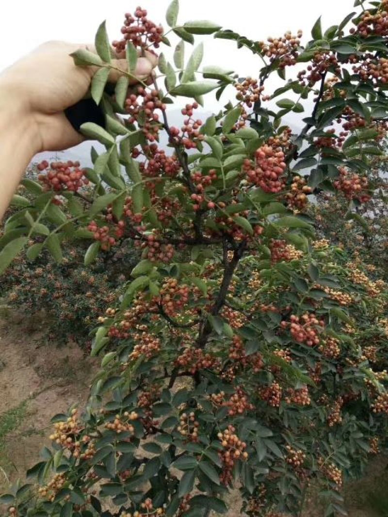 花椒苗，大红袍花椒苗，买苗送技术