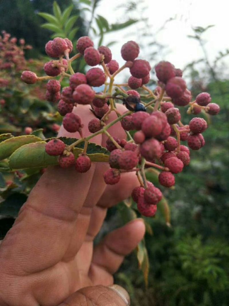 花椒苗，大红袍花椒苗，买苗送技术