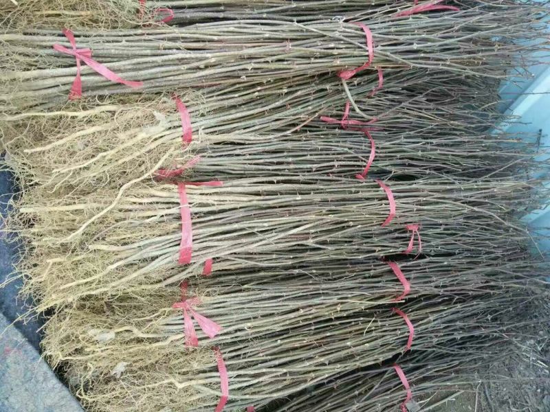 花椒苗，大红袍花椒苗，买苗送技术