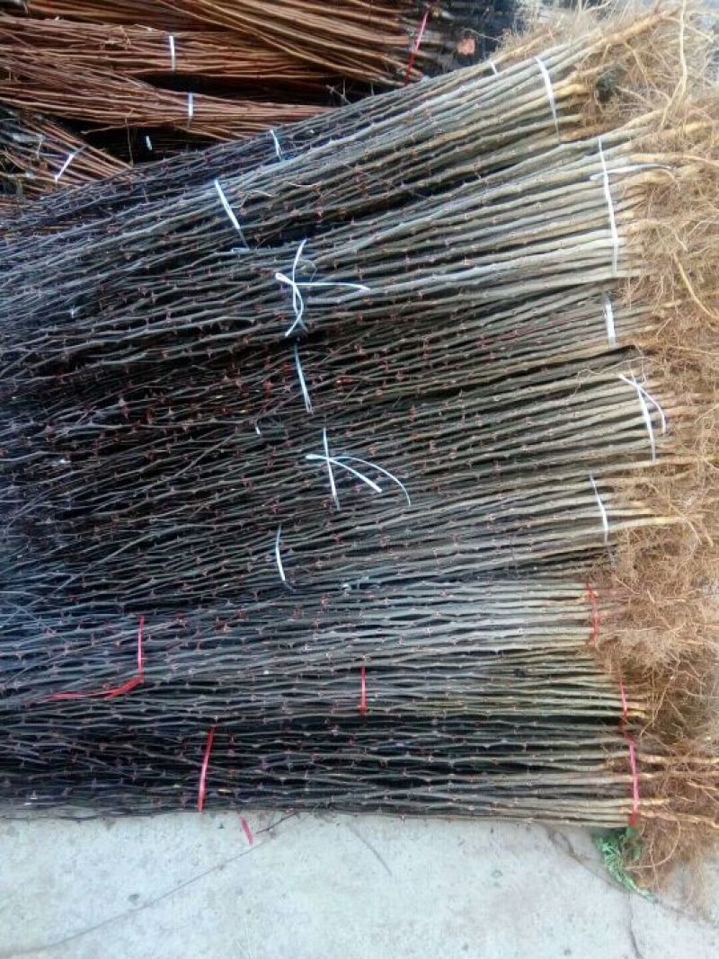 花椒苗，大红袍花椒苗，买苗送技术
