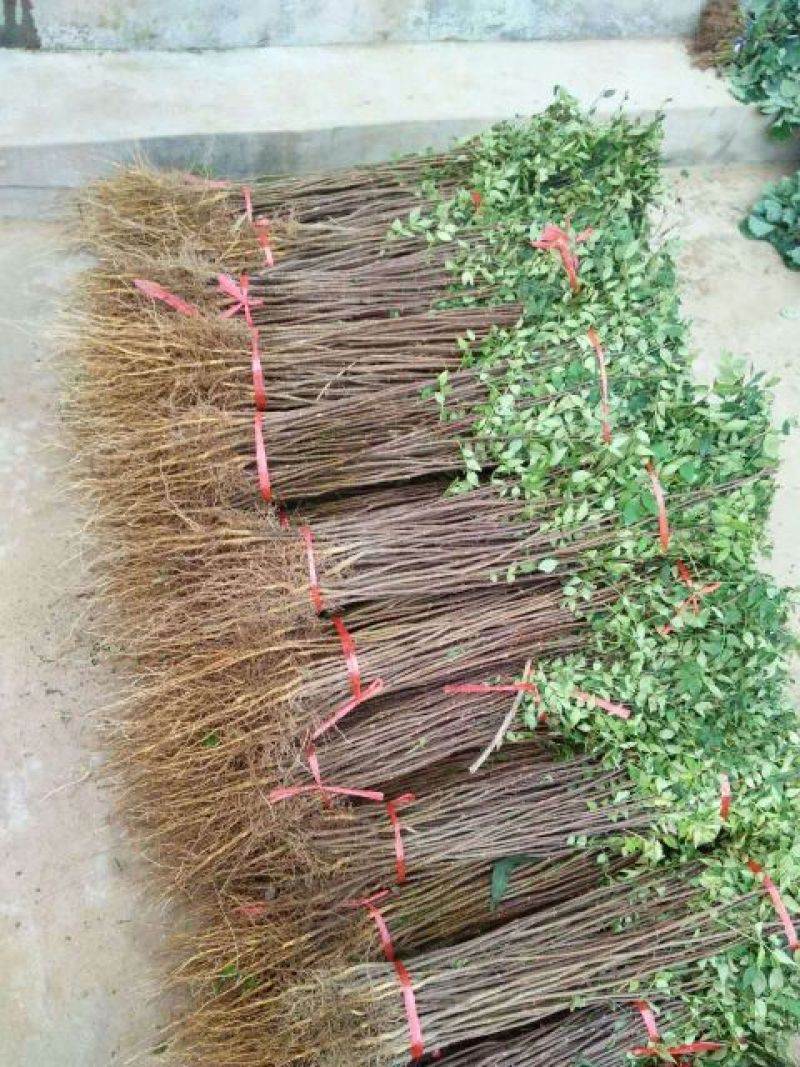 花椒苗，大红袍花椒苗，买苗送技术
