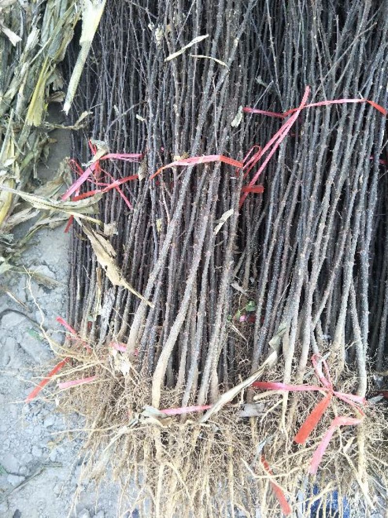 花椒苗，大红袍花椒苗，买苗送技术