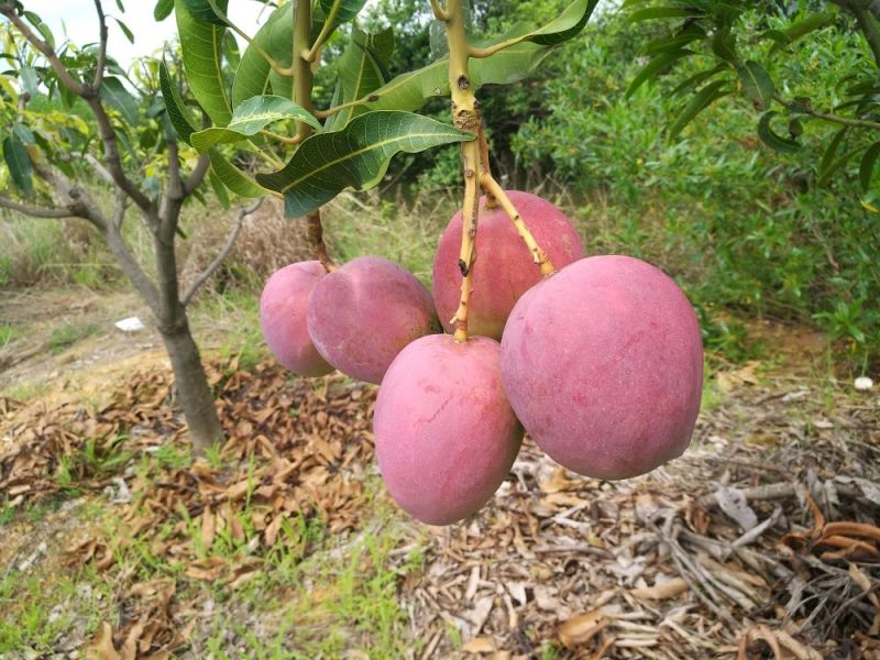 吉禄芒果攀枝花吉禄芒果加工果吉禄黄袋果香甜可口