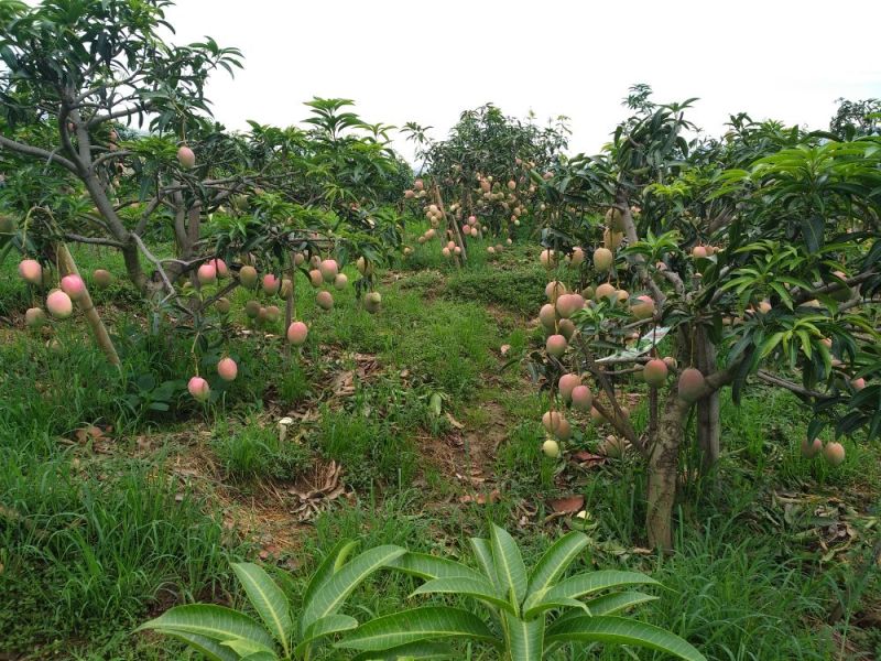 吉禄芒果攀枝花吉禄芒果加工果吉禄黄袋果香甜可口