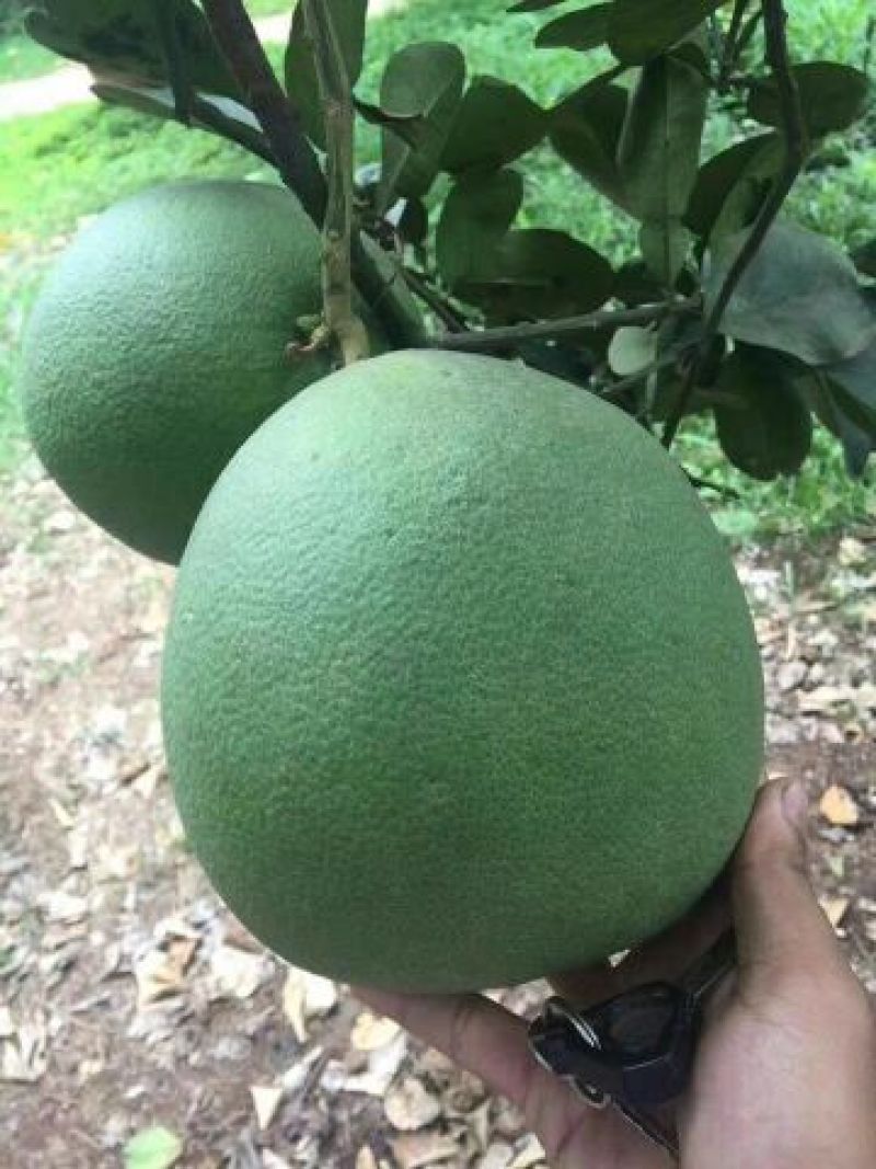 越南青皮红心蜜柚