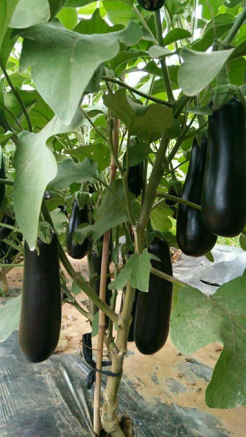 茄子黑宝大量上市烧烤茄黑金刚布来迪