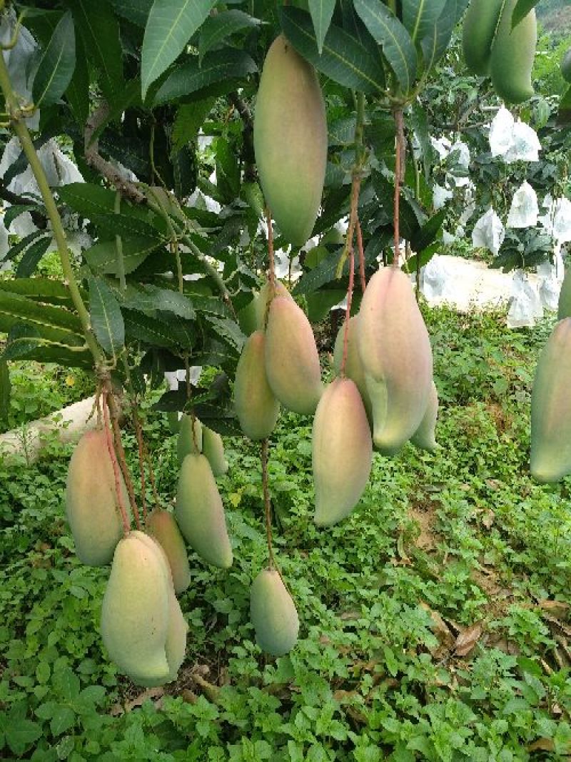 象牙芒四川攀枝花芒果象牙加工果象牙光果象牙白袋象牙黄袋