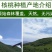 垣曲青皮核桃一件代发才下枝头就上舌尖