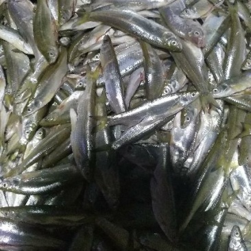 小白鱼