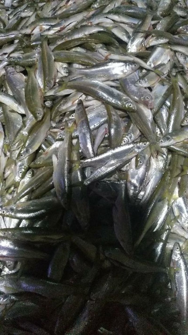 小白鱼