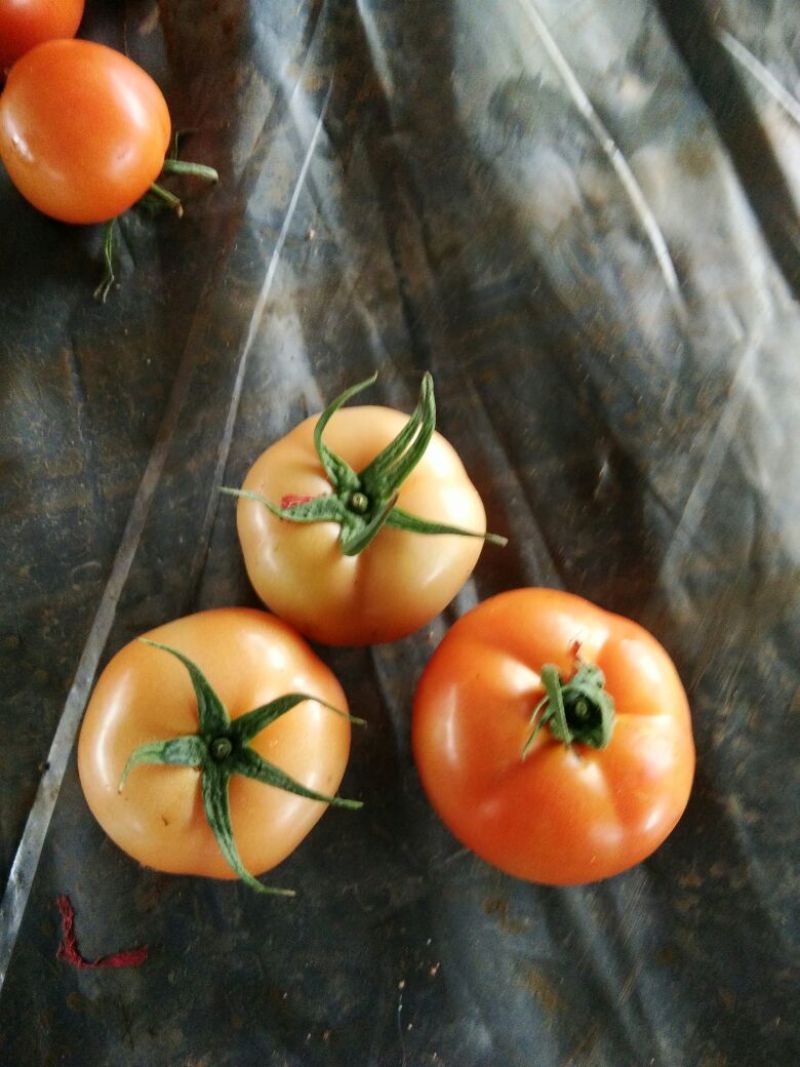大草原的奉献，品质杠杠滴！可发高档市场