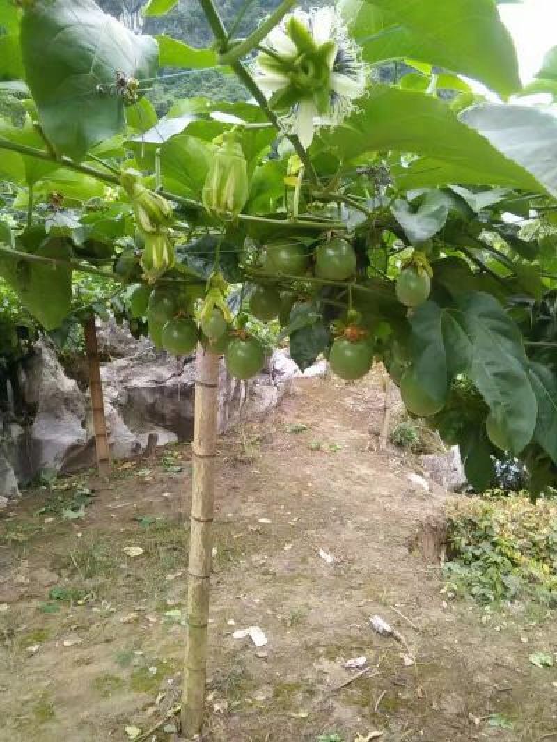 【推荐】百香果苗黄金百香果苗一手货源量大价优
