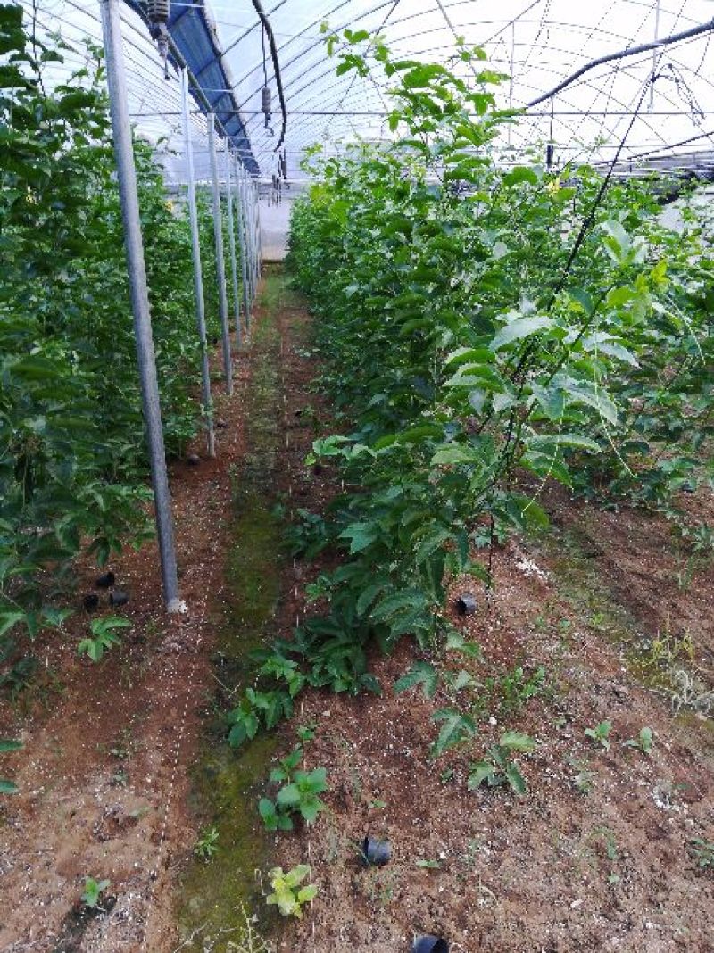 【推荐】百香果苗黄金百香果苗一手货源量大价优