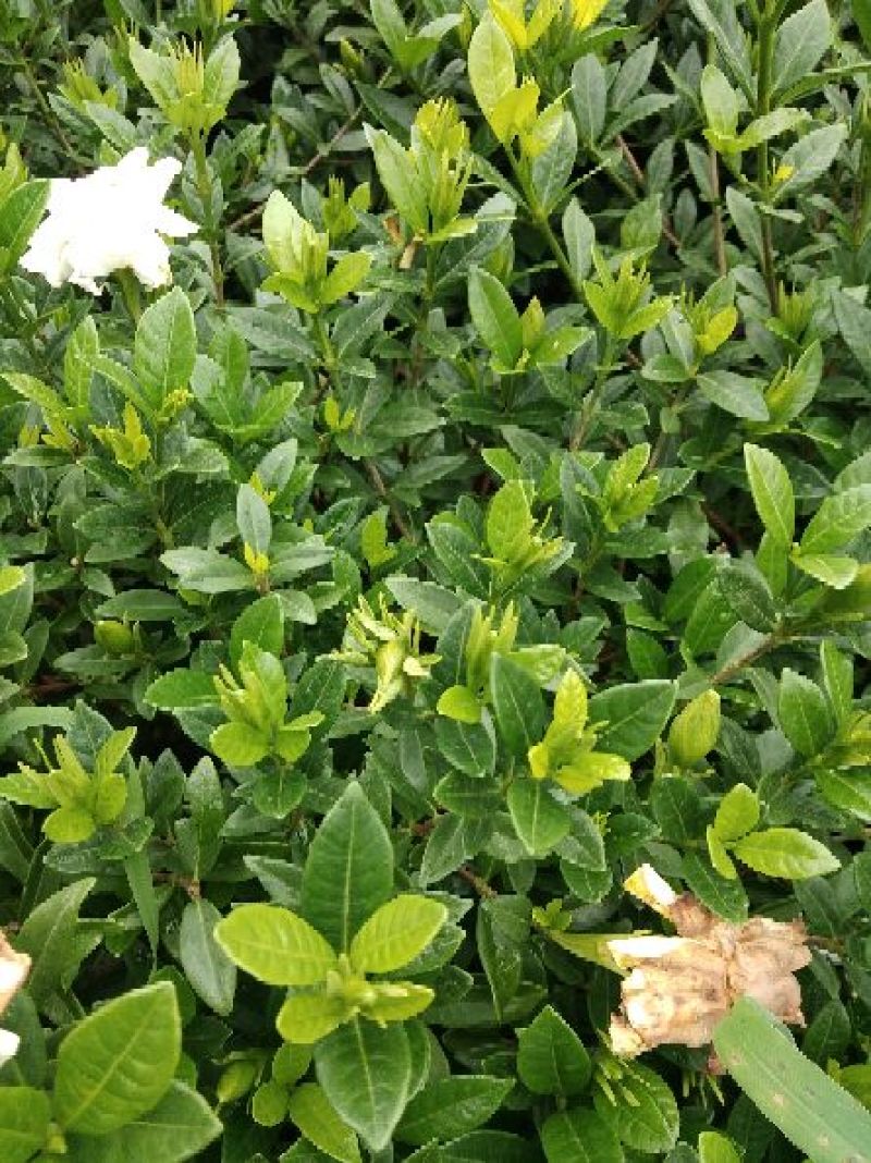 栀子花