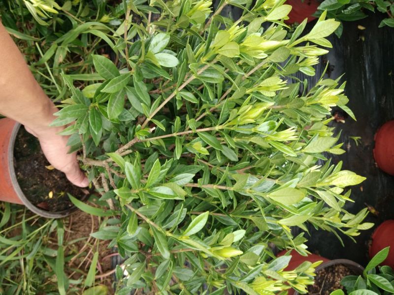 栀子花