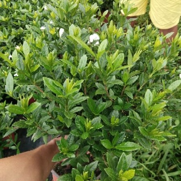 栀子花