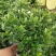 栀子花