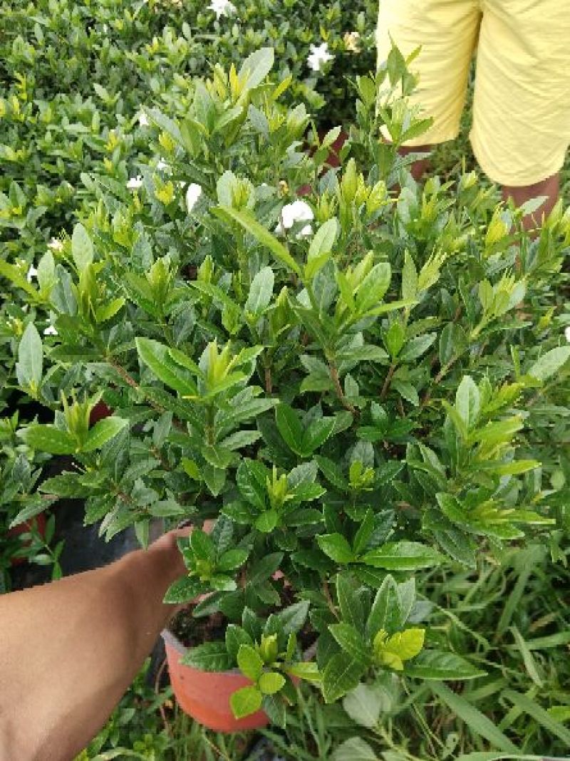 栀子花