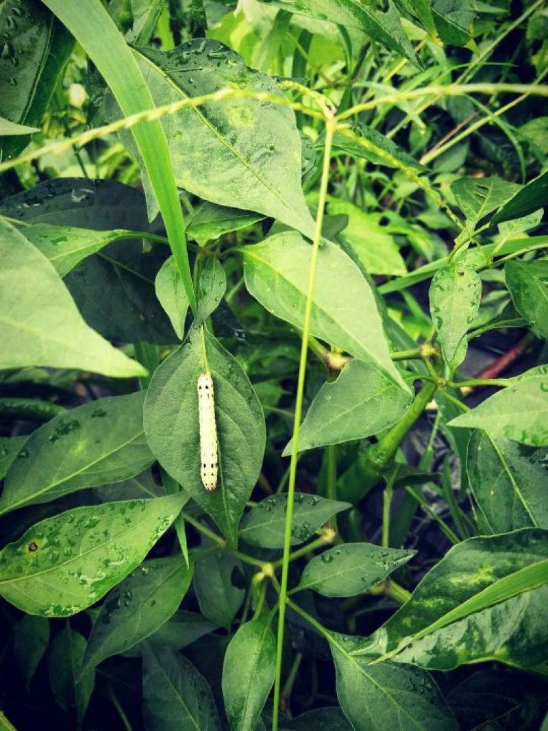 青虫甜菜夜蛾杀虫剂