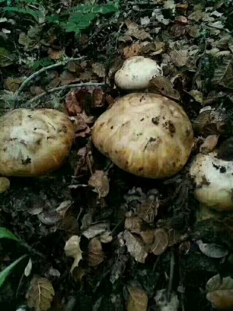 松茸
