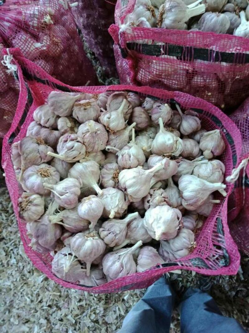 红皮大蒜