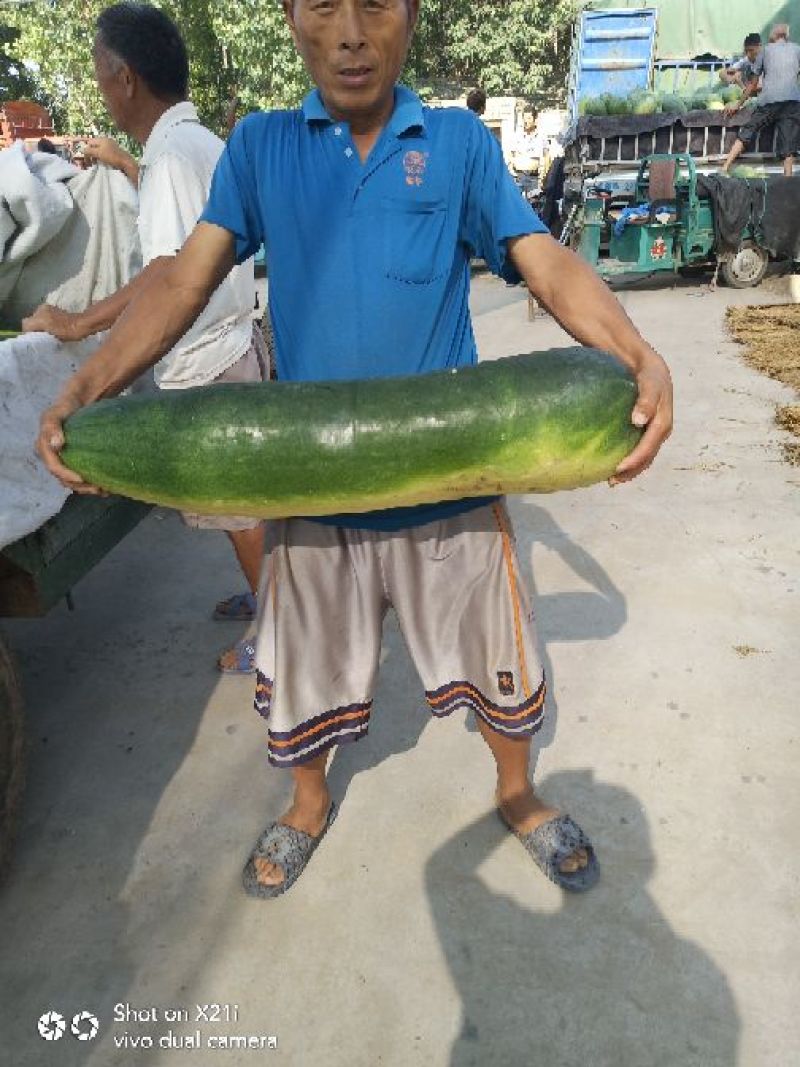 漯河的大黑冬瓜大量上市了