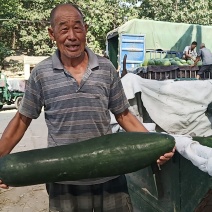 漯河的大黑冬瓜大量上市了