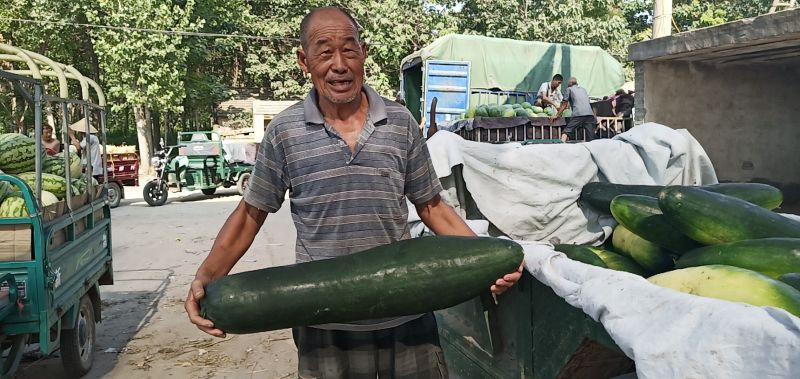 漯河的大黑冬瓜大量上市了