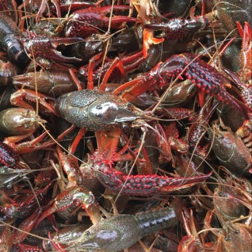 小龙虾7-9钱（35-45克）活虾小龙虾主养