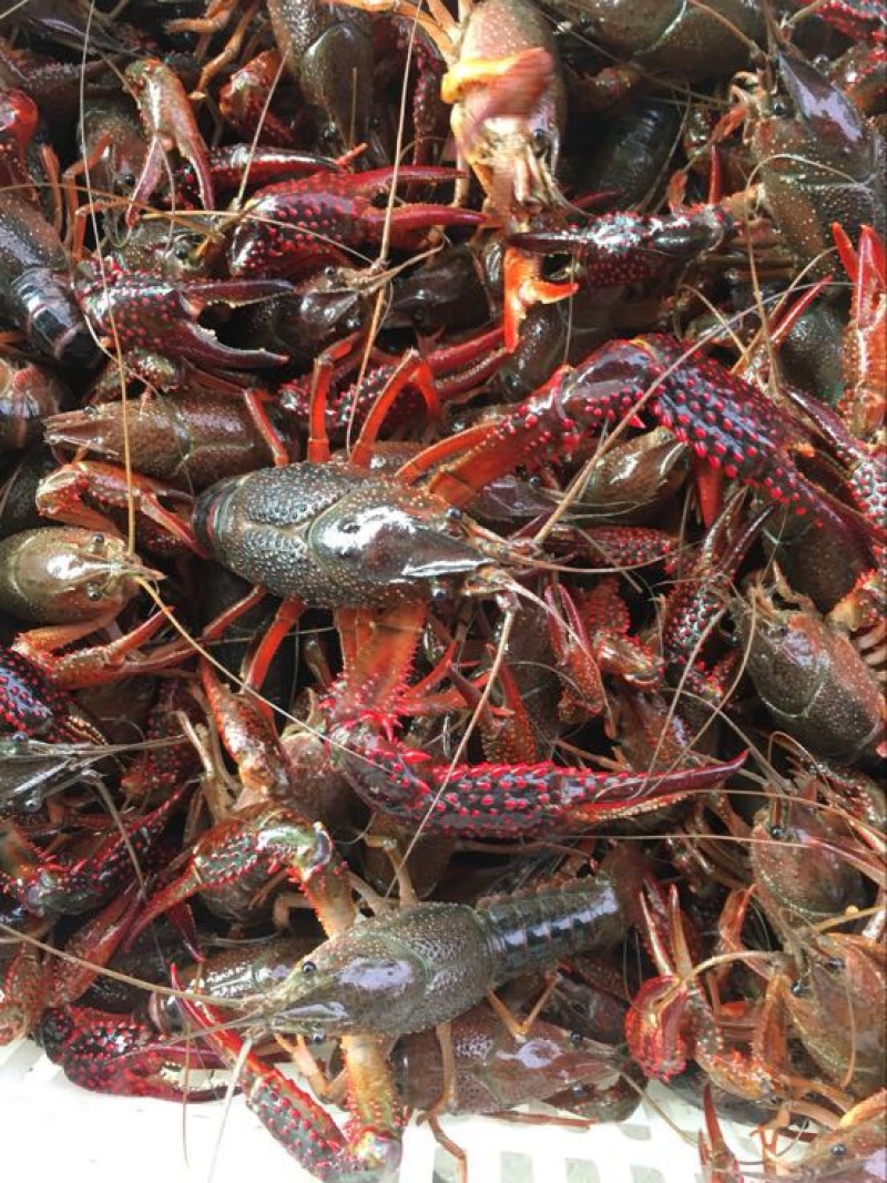小龙虾7-9钱（35-45克）活虾小龙虾主养