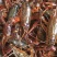 小龙虾7-9钱（35-45克）活虾小龙虾主养